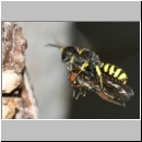 Ectemnius cavifrons oder ruficornis - Grabwespe w09e 11mm beim Nesteintrag - Platycheirus albimanus - Schwebfliege .jpg